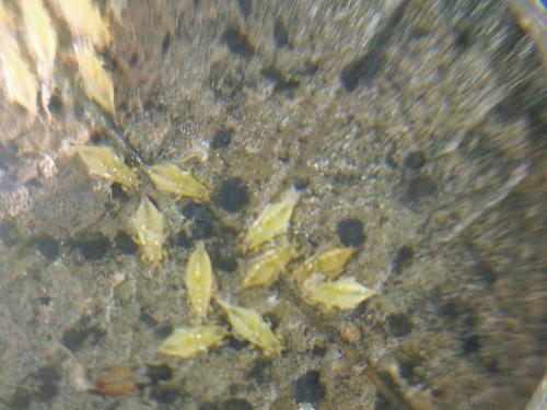 Réf. 297 346 : Heliothrips haemorrhoidalis
